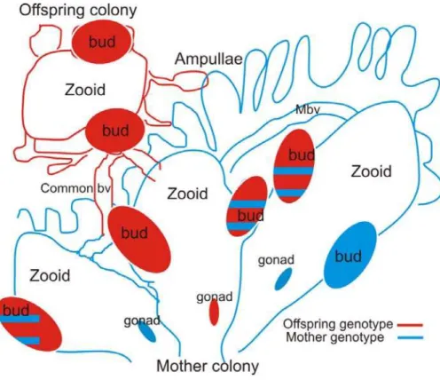 Fig. 2 Virtual pregnancy: a development of a semi allogeneic entity in a host colony through asexual budding in a  chimera of a mother colony and its offspring