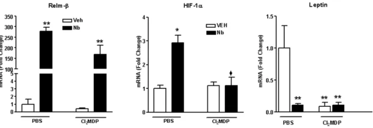 Figure 6. Model for changes in epithelial glucose handling in response to N. brasiliensis infection