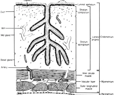 Figura 1 - Representação esquemática dos componentes da parede uterina (adaptado de Ginther, 1991) 