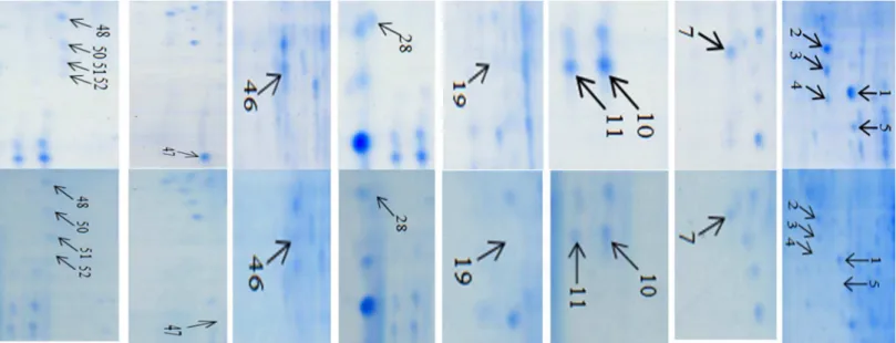 Figure 4. Enlarged partial gel images showin g differentiallyexpressedproteinspotsbetweeninoculatedresistant lineFhb1+NIL(NIL75)andinoculatedsusceptiblelineFhb12 NIL(NIL98).doi:10.1371/journal.pone.0082079.g004 ProteinsAssociatedwithWheatFHBResistance