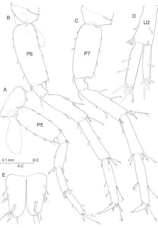 Figure 6. Psammogammarus wallacei sp. n., male holotype. A right pereiopod V, lateral B left pereiopod  VI, lateral C left pereiopod VII, lateral D right uropod II, posterior e telson, dorsal.