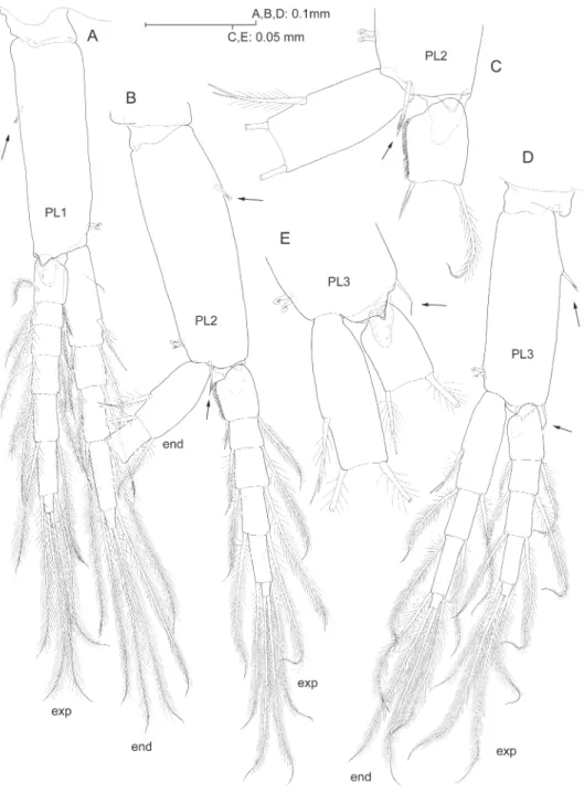 Figure 7. Psammogammarus wallacei sp. n., male holotype. A left pleopod I, posterior B left pleopod II  with distal portion of endopod omitted, endopod unnaturally bent to expose medial margin of proximal  article of exopod, anterior view C detail of latte
