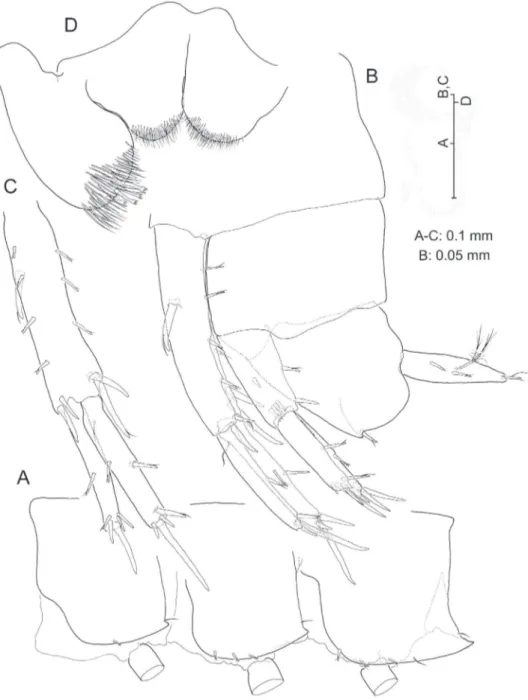 Figure 8. Psammogammarus wallacei sp. n., male holotype. A left epimeral plates, lateral B urosome,  lateral (uropod III wanting) C left uropod I, posterior D paragnaths.