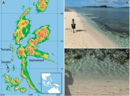 Figure 1. Location and habitat of Psammogammarus wallacei sp. n. A Gura Ici islands (Guraici = local  spelling), low islands consisting of calcareous coral rises and mangrove fringed sand lats B groundwater  pump with perforated pipe at 50 cm in the sedime