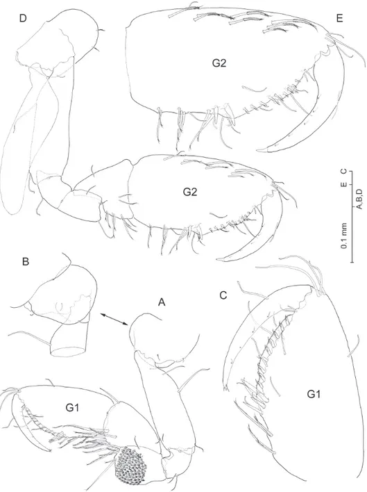Figure 4. Psammogammarus wallacei sp. n., male holotype. A right gnathopod I, medial B inset of coxa,  lateral C palm, medial D left gnathopod II, medial; palm, medial