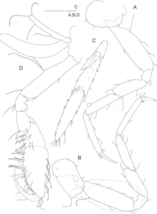 Figure 5. Psammogammarus wallacei sp. nov., male holotype. A left pereiopod III with coxal gill omitted, lat- lat-eral B right pereiopod IV, latlat-eral C right uropod III, dorsal D left gnathopod II of female paratype 2.98 mm  showing coxal gill and ooste