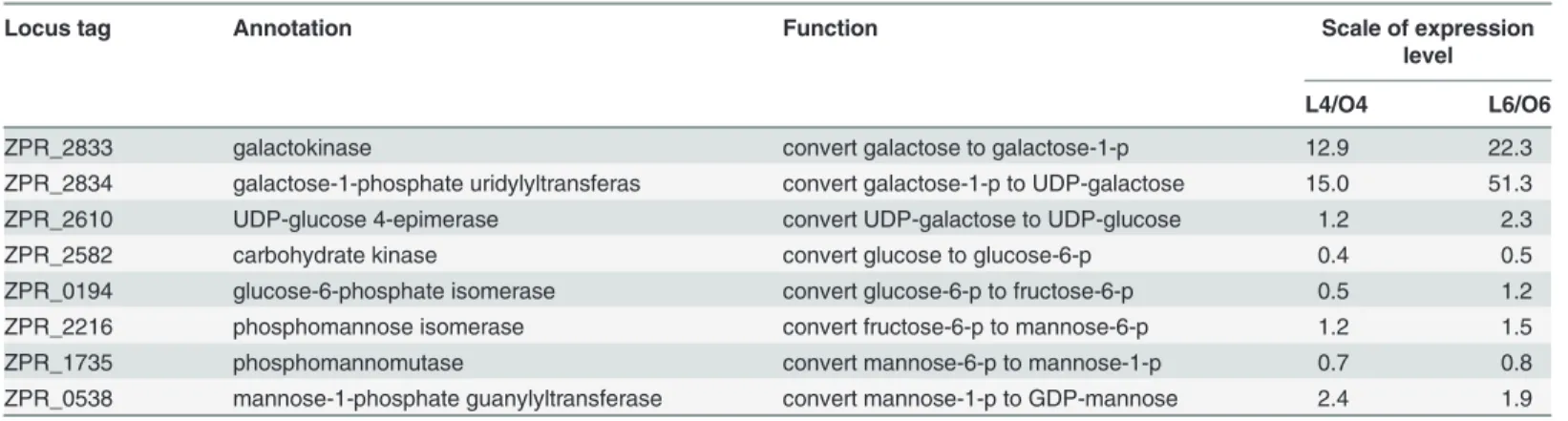 Table 3. Expression level and function of EPS synthesis genes outside the EPS gene cluster.
