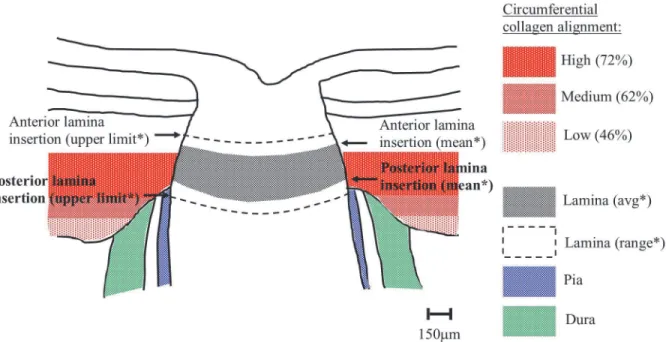 Fig 7. Comparison of circumferential collagen and lamina insertion depths. Schematic of human optic nerve and peripapillary sclera cross-section, showing the location of the circumferential scleral collagen, as determined by WAXS, in relation to the typica