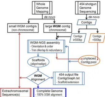 Figure 1. Overview of the WGM-NGS de novo sequence assembly process. WGM and Roche 454 pyrosequencing data are de novo assembled respectively