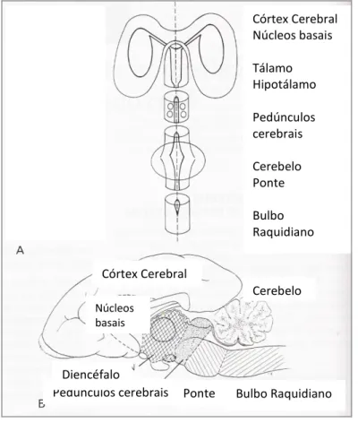 Ilustração 2- Organização segmentar do cérebro (adaptada de Lorenz &amp; Kornegay, 2004) 