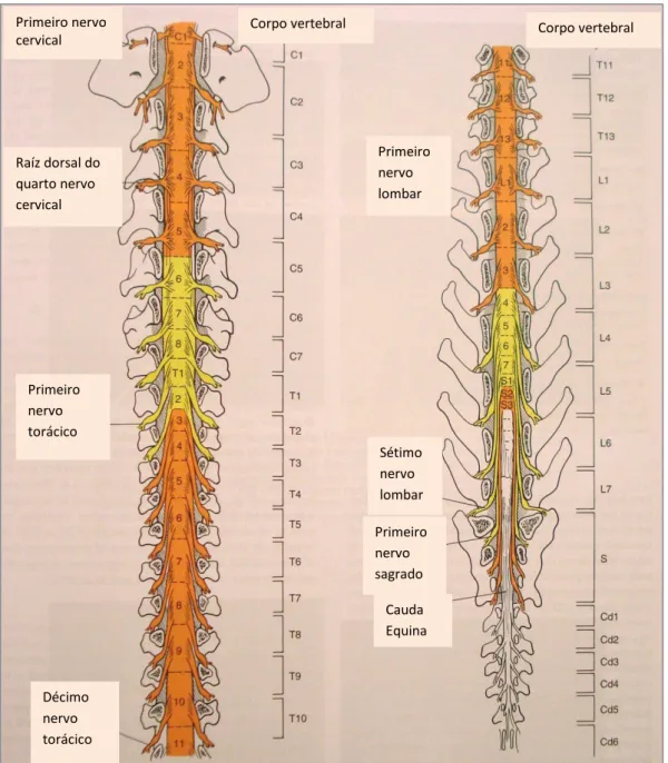 Ilustração  3-  Relação  entre  segmentos  vertebrais  e  espinhais  e  locais  de  saída  dos  nervos  espinhais (adaptada de Fossum, 2007) 