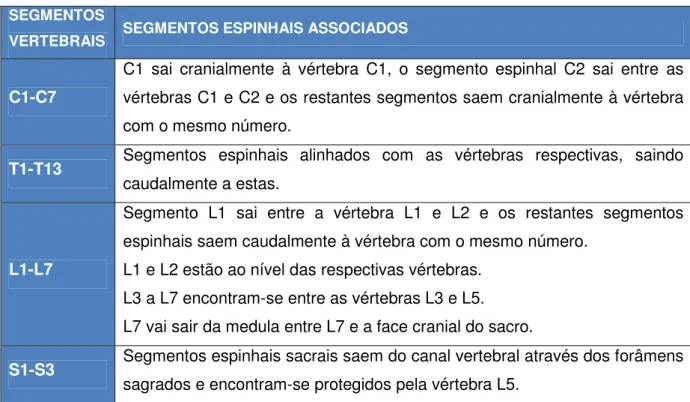 Tabela 2- Localização relativa entre segmentos vertebrais e segmentos espinhais  correspondentes (adaptada de Bagley, 2005) 