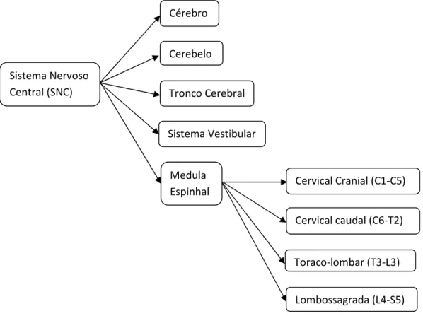 Figura 4- Classificação de lesões do sistema nervoso central por zonas. 