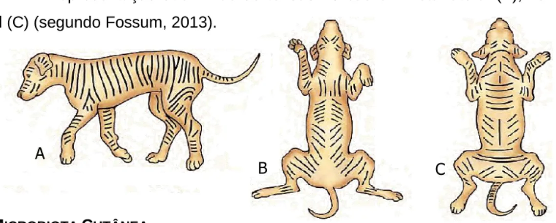 Figura  2  –   Representação  das  linhas de tensão  no  cão  em  vista lateral  (A),  ventral  (B)  e  dorsal (C) (segundo Fossum, 2013)