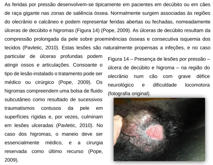 Figura 14 – Presença de lesões por pressão –  úlcera  de  decúbito  e  higroma  –  na região  do  olecrânio  num  cão  com  grave  défice  neurológico  e  dificuldade  locomotora  (fotografia original)