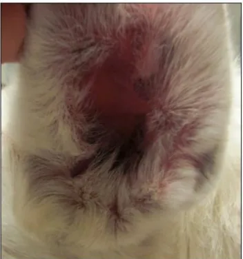Figura  nº  6  -  Face  côncava  do  pavilhão  auricular  de  cão  com  Dermatite  Atópica  evidenciando eritema intenso (Original da autora)