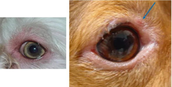 Figura nº  12 - Alopécia  auto-induzida e eritema periocular  em  cães com Dermatite Atópica  (Cortesia de Dr.ª Ana Mafalda Lourenço Martins)