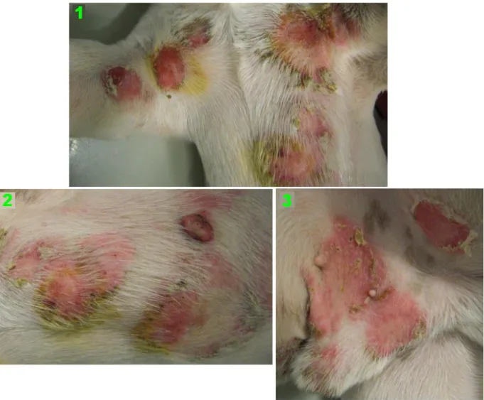 Figura  nº  15  -  Bouledogue  Francês  com  Dermatite  Atópica  evidenciando  lesões  crónicas  (Original da autora)
