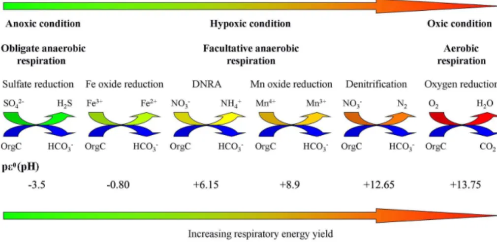 Fig. 2. Simplified illustration of microbial aerobic and anaerobic respiration pathways and their potentially di ﬀ erent contribution to cellular metabolic energy production and microbial  commu-nity functioning e ﬃ ciencies
