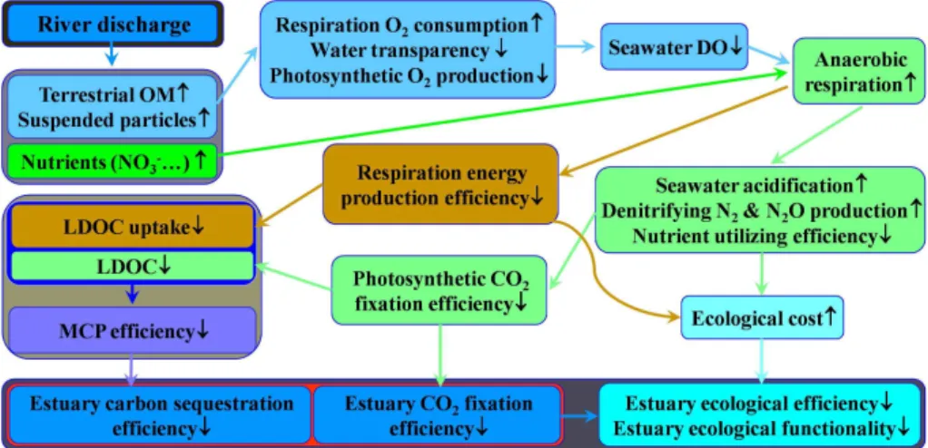 Fig. 3. Simplified schema showing the influence of excessive river discharges of terrestrial materials, such as nutrients, organic matter and suspended particles, on the ecological  pro-cesses and e ﬃ ciency of estuarine ecosystems, emphasizing on the inco