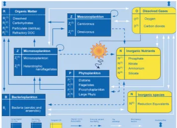 Fig. 2. Compartments and processes in the Biogeochemical Flux Model. Scheme modified from Vichi et al