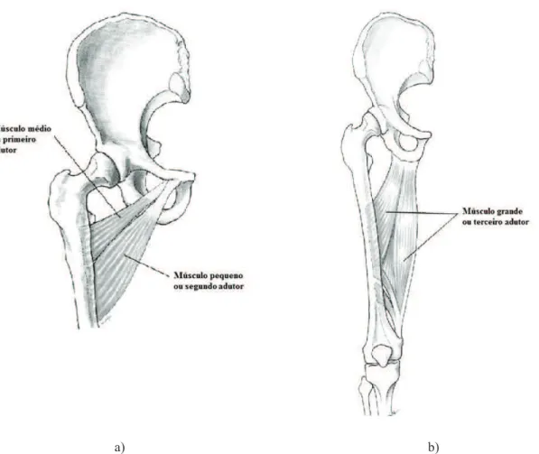 Figura 15  –  Músculos internos da coxa: a) Músculo médio e pequeno adutor e b) Músculo grande adutor (fonte: 