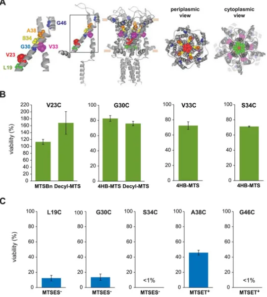 Fig 5. Functional changes by substitutions in the TM1 domain of MscL, determined by in vivo and patch clamp experiments