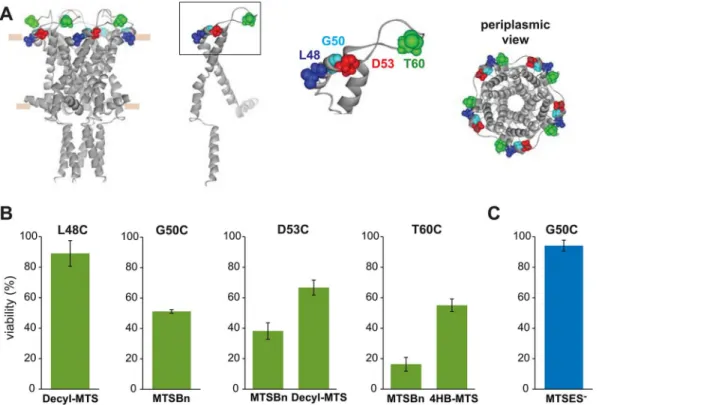 Fig 7. Functional changes by substitutions in the periplasmic loop of MscL, determined by in vivo and patch clamp experiments