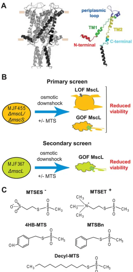 Fig 1. In vivo screens to determine MscL activity changes after post-translational modifications