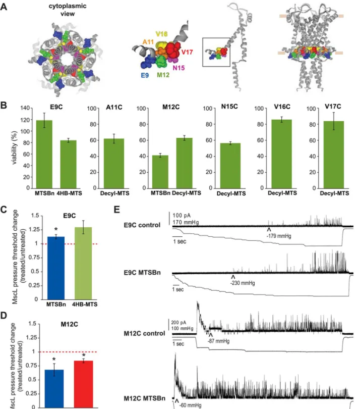 Fig 3. Functional changes by substitutions in the N-terminal domain of MscL, determined by in vivo and patch clamp experiments