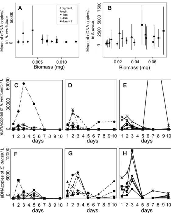 Fig 2. The relation between eDNA concentration and biomass, and the temporal changes of eDNA concentration in Hydrilla verticillata and Egeria densa under single-species conditions