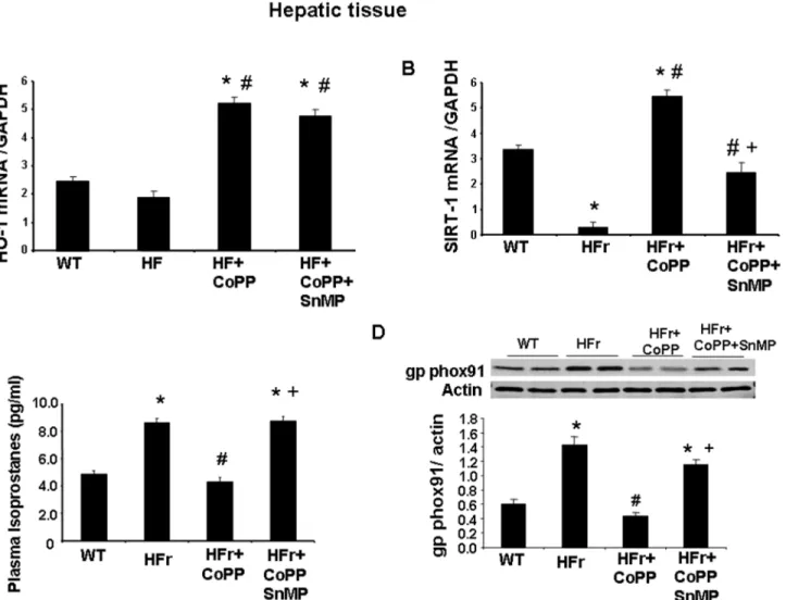 Fig 5. Effect of induction of HO-1 (CoPP) and inhibition of HO (SnMP) in mice fed a high fructose diet for 8 weeks on HO-1 mRNA, SIRT1 mRNA, plasma isoprostane and gp phox91 protein expression