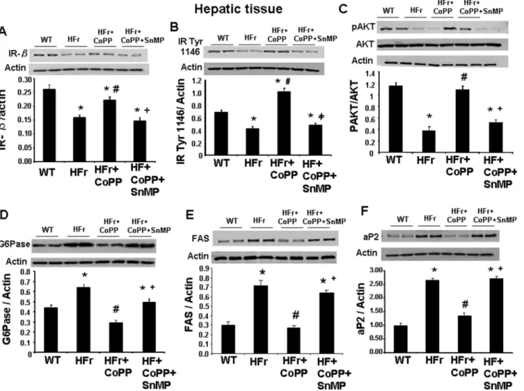 Fig 6. Effect of induction of HO-1 (CoPP) and inhibition of HO (SnMP) in mice fed a high fructose diet for 8 weeks on western blot and densitometry analysis