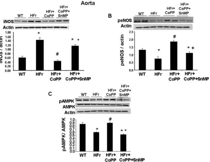 Fig 8. Effect of induction of HO-1 (CoPP) and inhibition of HO (SnMP) in mice fed a high fructose diet for 8 weeks on western blot and densitometry analysis of aortic tissue