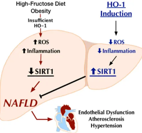 Fig 9. Schematic demonstrating HO-1 induction attenuates fructose-induced hepatic lipid deposition, prevent the development of hepatic fibrosis and abate NAFLD-associated vascular dysfunction;