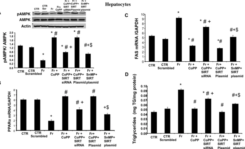 Fig 2. Effect of CoPP with and without SIRT1-siRNA, and with and without SIRT plasmid on pAMPK, PPARα, FAS expression and triglyceride levels in fructose (Fr)-treated hepatocytes