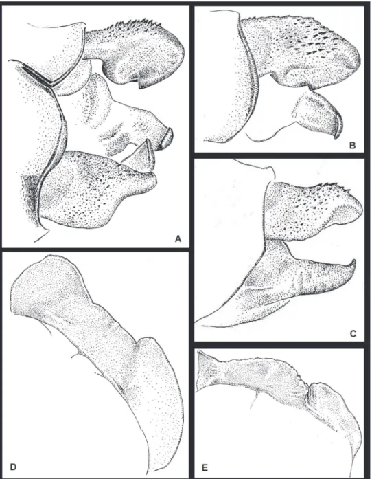 Figure 2. Amphipteryx jaroli (A–E), S10 holotype male dorso-lateral (A), ventro-lateral (B) and lateral (C)  view