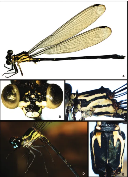 Figure 3. Images of Amphipteryx jaroli (A–E), whole male holotype dead and preserved (A), frontal view  head (B), lateral pterothorax (C), life male in the ield (D) and dorsal pterothorax (E).