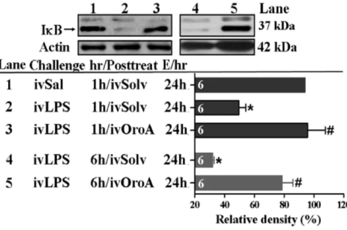 Figure 5. OroA inhibition of LPS-induced I k B degradation in lung tissue. Comparing to control group (Sal followed by  Solv-treatment in Lane 1), LPS Solv-treatment (10 mg/kg, iv) significantly caused I k B degradation (Lanes 2 and 4)