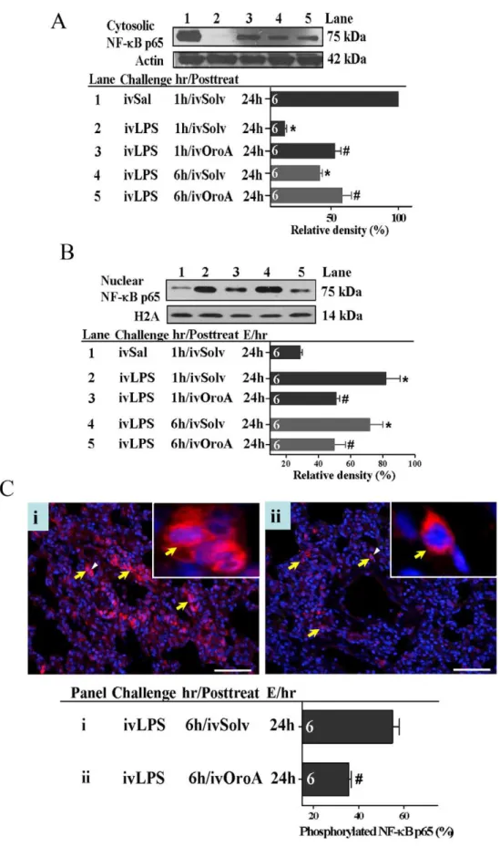 Figure 6. OroA inhibition of LPS-induced NF- k B activation in lung tissue of the rats