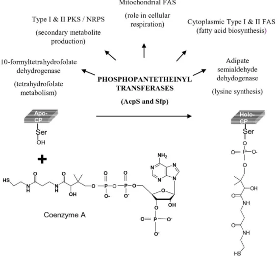 Figure 1. Schematic representation of phosphopantetheinyl transferase (PPTase) catalyzed conversion of apo -ACP to holo -ACP.
