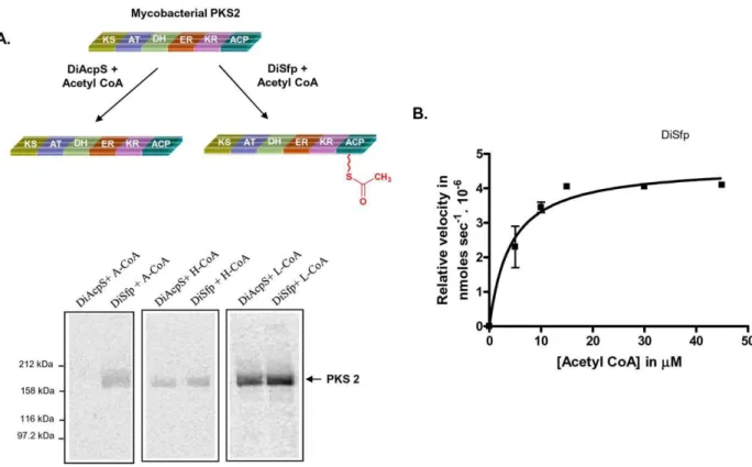 Figure 3. Differential specificity of Dictyostelium Sfp (DiSfp) towards mycobacterial PKS2 and kinetic analysis