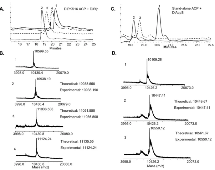 Figure 8. HPLC-MALDI assays for assessing DiSfp and DiAcpS activity towards DiPKS16 ACP domain and stand-alone ACP respectively
