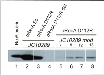 Fig 4. RecA protein expression in cells that have lost the hyperrec phenotype. Intracellular RecA protein was measured by Western blotting as described in Materials and Methods