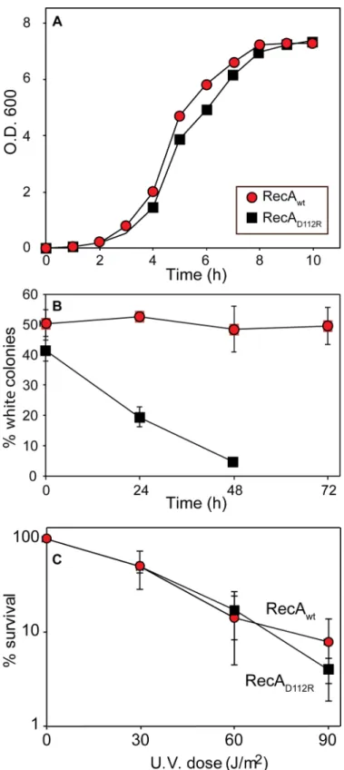Fig 1. Growth disadvantage conferred by RecA D112R. (A) Growth curves for E. coli cells expressing either the wild type RecA protein (red circles) from plasmid pRecA or the RecA D112R variant (black squares) from plasmid pRecA[D112R]