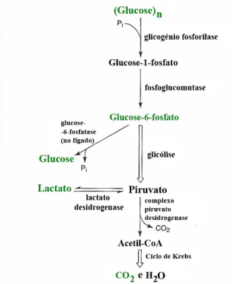 Figura 6 - Via da glicogenólise (adaptado de Devlin, T. M., 2006). 