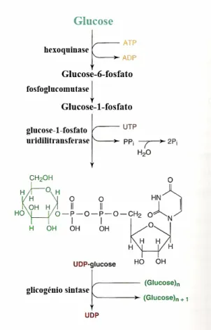 Figura 7 - Via da glicogénese (adaptado de Devlin, T. M., 2006). 