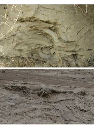 Figure 11. Earthquake-induced disturbance layer in the sediment exposed on an outcrop.
