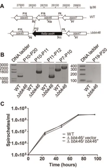 Figure 7. Spirochetes lacking bbk46 retain seroreactivity in mice. Immunoblot analysis of sera collected three weeks post inoculation from groups of five C3H/HeN mice inoculated with clone A3-68 D BBE02 (WT), bbk46::flaB p -aadA/pBSV2G ( D bbk46/vector) an