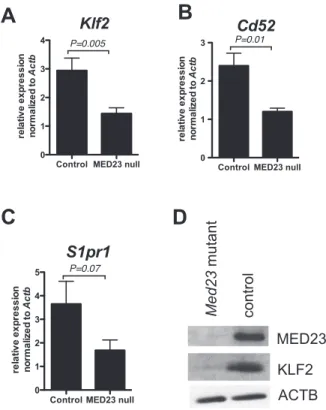 Figure 5. MED23 null single positive thymocytes express decreased KLF2. A–C, Klf2 (A), Cd52 (B) and S1pr1 (C) mRNA expression in CD4 + single positive thymocytes; YFP + Med23 +/+  ;Lck-Cre;YFP or Med23 +/+ ;Lck-Cre (control) and YFP + Med23 flox/flox ;Lck-